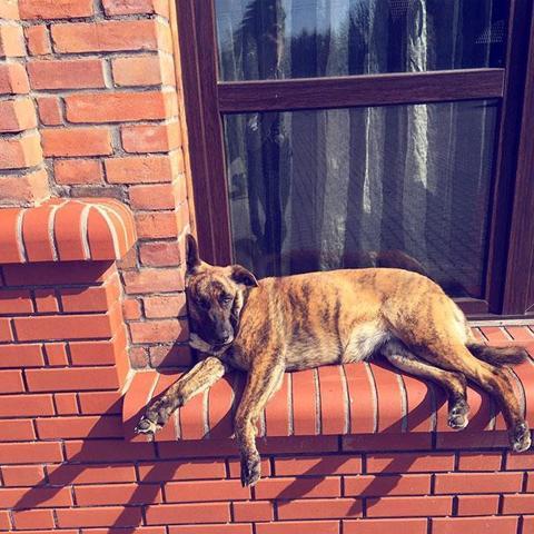 Bu köpekler kendilerini kedi sanıyorlar