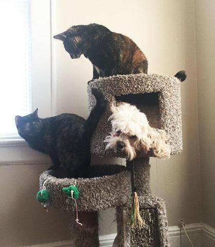 Bu köpekler kendilerini kedi sanıyorlar