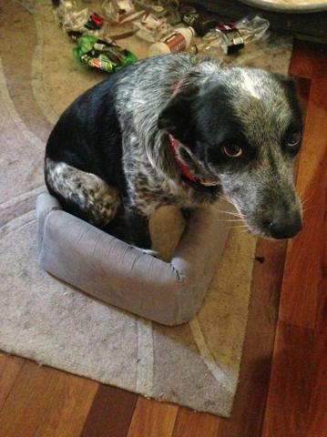Bu köpekler kendilerini kedi sanıyorlar