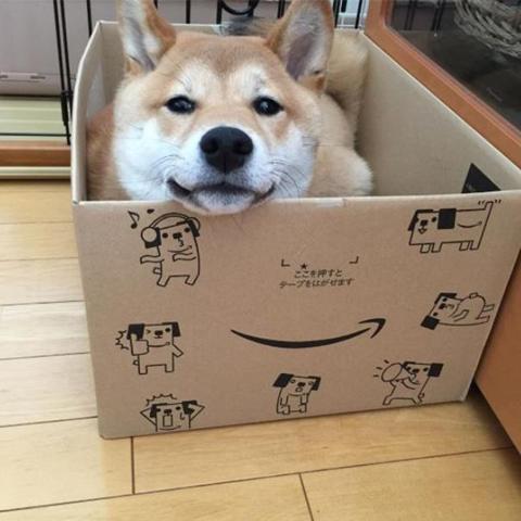 Bu köpekler kendilerini kedi sanıyorlar