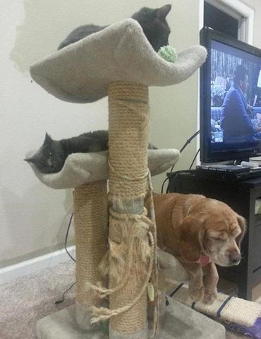 Bu köpekler kendilerini kedi sanıyorlar