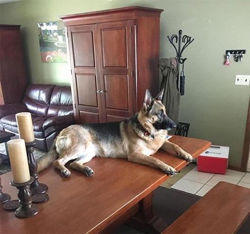 Bu köpekler kendilerini kedi sanıyorlar