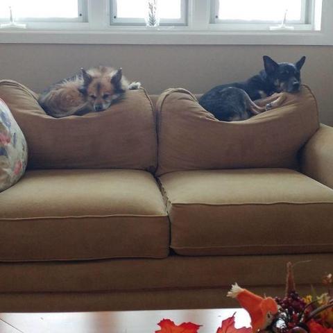Bu köpekler kendilerini kedi sanıyorlar