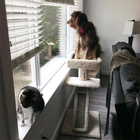Bu köpekler kendilerini kedi sanıyorlar
