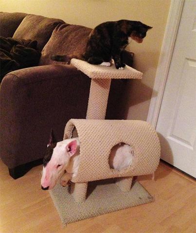 Bu köpekler kendilerini kedi sanıyorlar