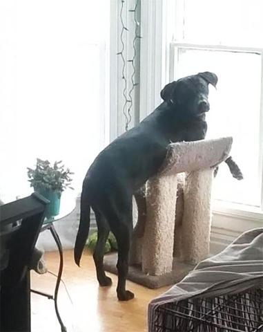 Bu köpekler kendilerini kedi sanıyorlar