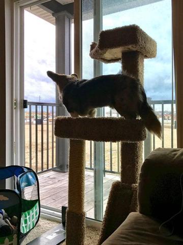 Bu köpekler kendilerini kedi sanıyorlar