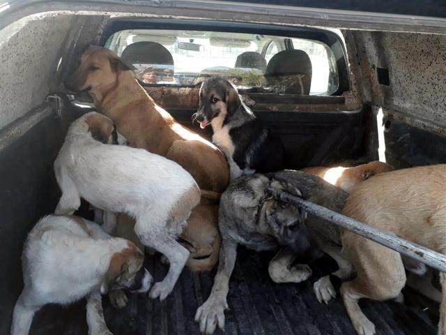 Silvanda hasta sokak köpeklerini topluyorlar