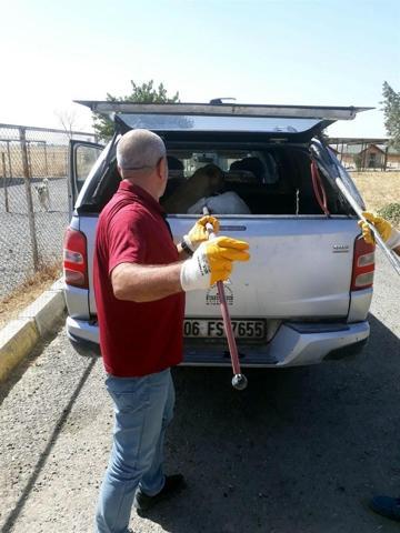 Silvanda hasta sokak köpeklerini topluyorlar