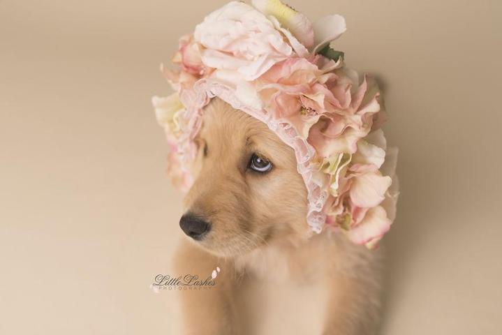 Fotoğrafçı aileye giden yavru köpek