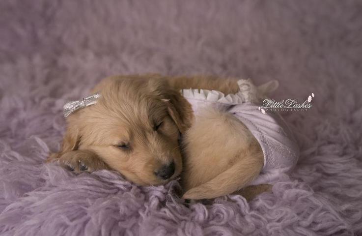 Fotoğrafçı aileye giden yavru köpek