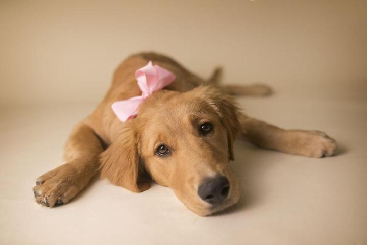 Fotoğrafçı aileye giden yavru köpek