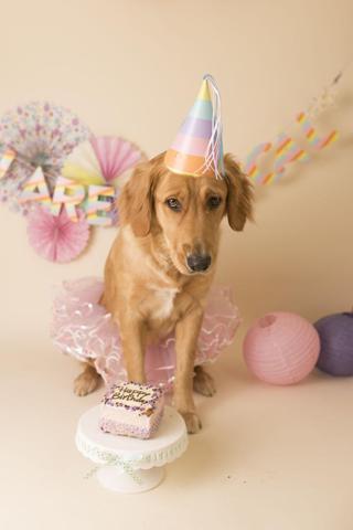 Fotoğrafçı aileye giden yavru köpek