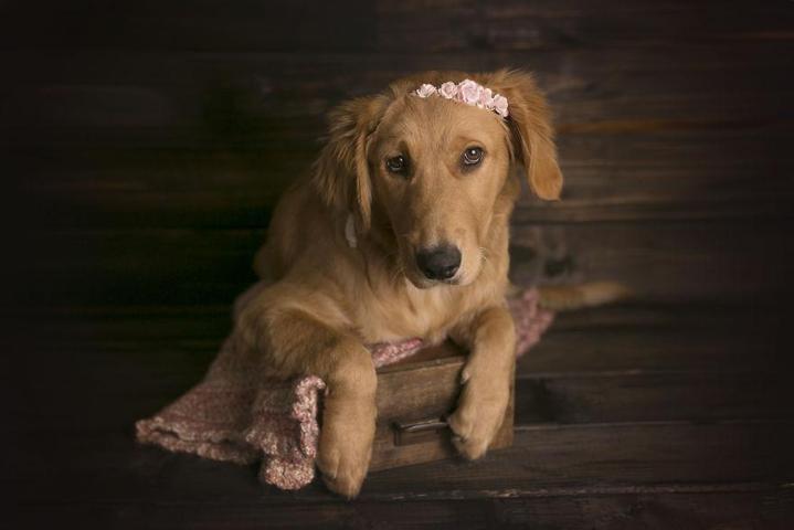Fotoğrafçı aileye giden yavru köpek