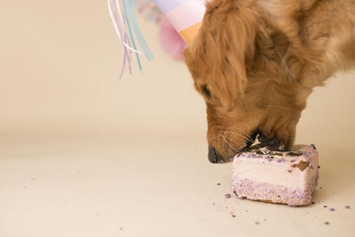 Fotoğrafçı aileye giden yavru köpek