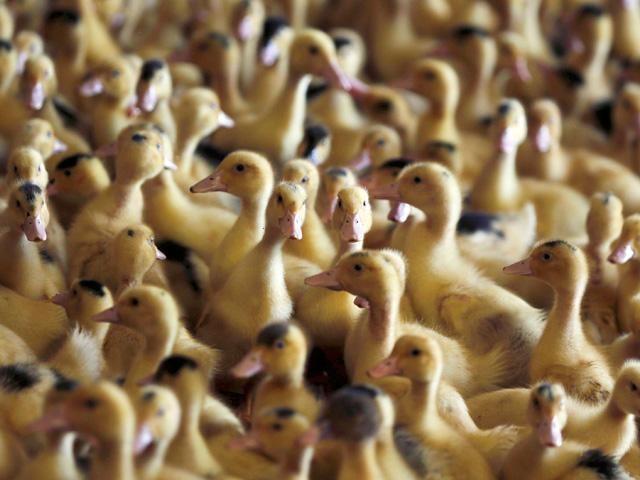 Filipinlerde kuş gribi alarmı 400 bin hayvan itlaf edilecek
