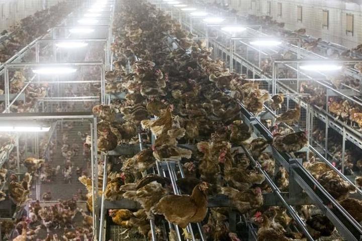 Filipinlerde kuş gribi alarmı 400 bin hayvan itlaf edilecek
