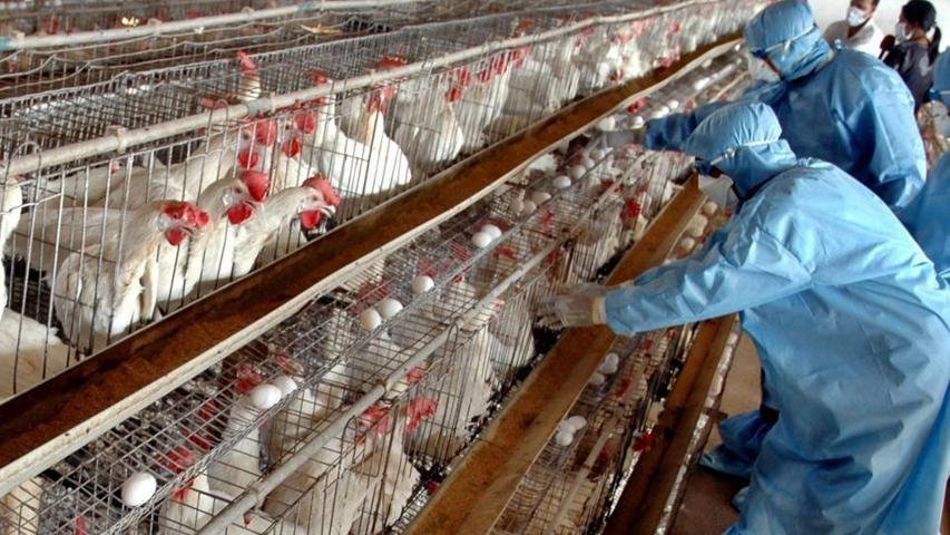 Filipinlerde kuş gribi alarmı 400 bin hayvan itlaf edilecek