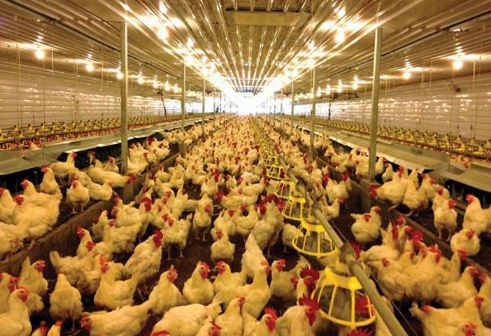 Filipinlerde kuş gribi alarmı 400 bin hayvan itlaf edilecek