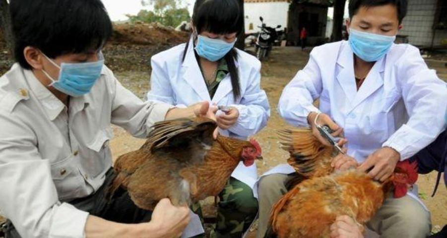 Filipinlerde kuş gribi alarmı 400 bin hayvan itlaf edilecek