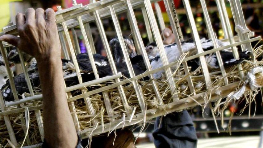 Filipinlerde kuş gribi alarmı 400 bin hayvan itlaf edilecek