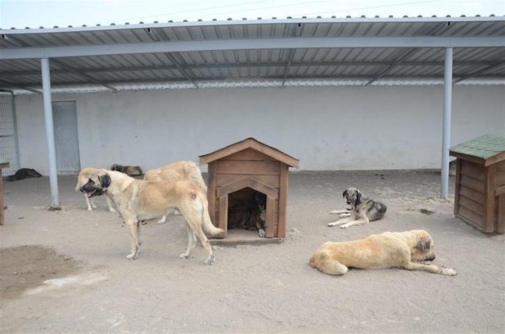 Suluova’da 400 sokak hayvanını ağırlayacak barınak açıldı