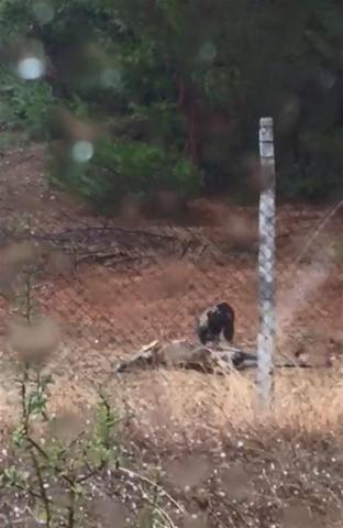 Uludağ Üniversitesi geyiklerine köpekler saldırdı