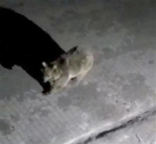 Boz ayı kız yurdunun kapısına dayandı