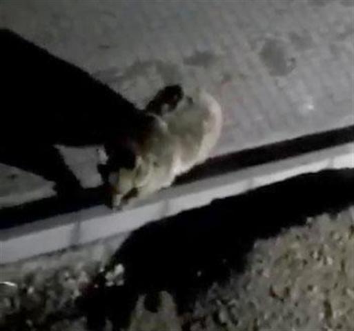 Boz ayı kız yurdunun kapısına dayandı