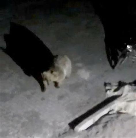 Boz ayı kız yurdunun kapısına dayandı