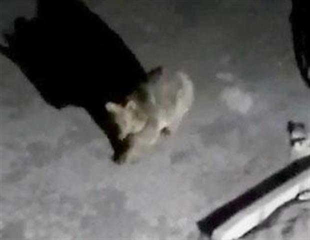 Boz ayı kız yurdunun kapısına dayandı