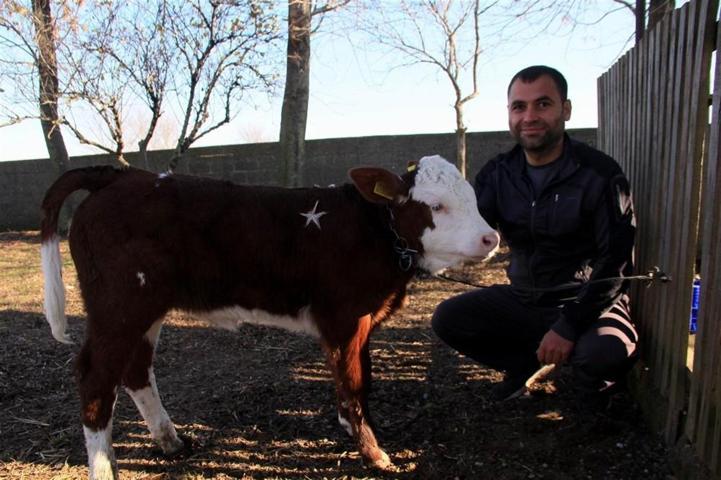 Buzağıyı 1 milyon dolara satışa çıkardı