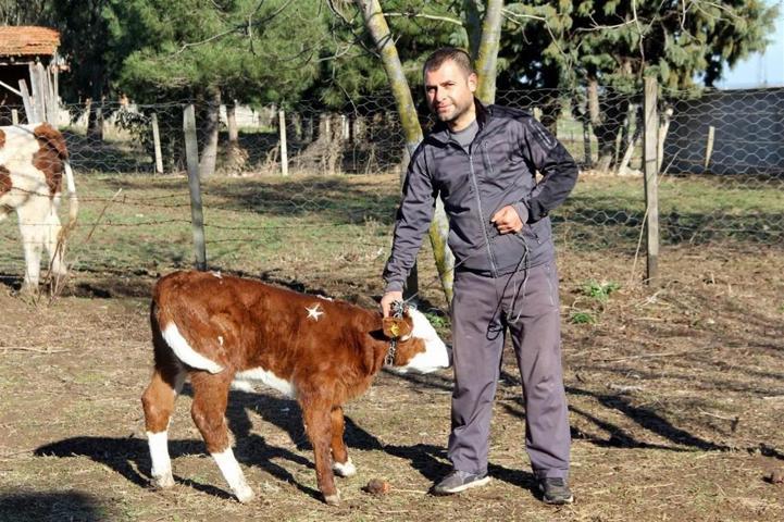 Buzağıyı 1 milyon dolara satışa çıkardı