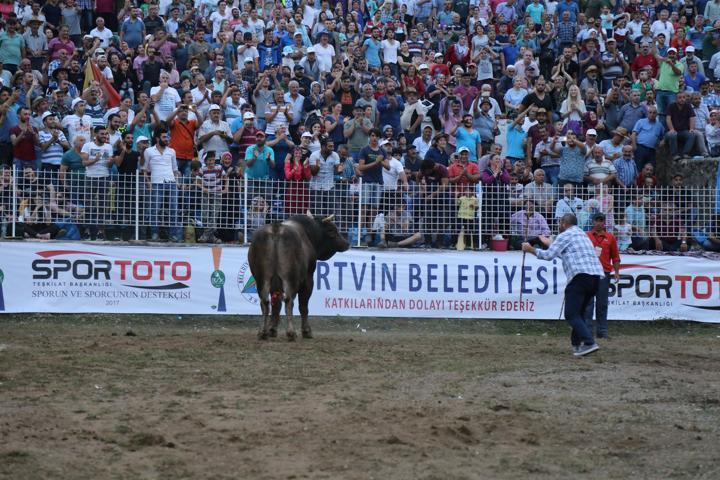 Şampiyon boğa lüks otomobil fiyatına satıldı