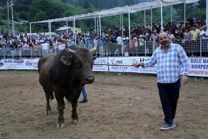 Şampiyon boğa lüks otomobil fiyatına satıldı