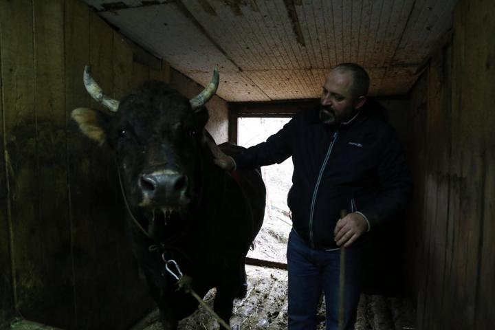 Şampiyon boğa lüks otomobil fiyatına satıldı