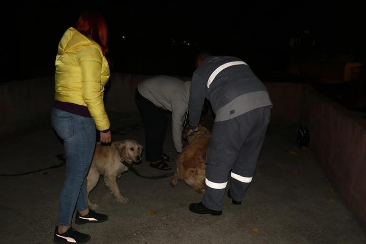 Köpeklere işkence yaparken yakalandı