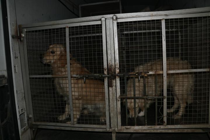 Köpeklere işkence yaparken yakalandı