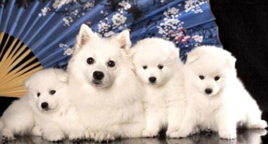 Köpek diye aldı bakın ne çıktı
