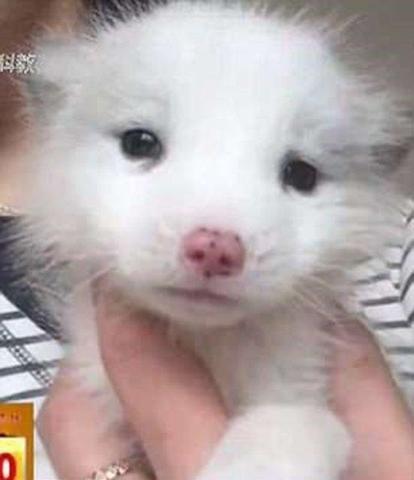 Köpek diye aldı bakın ne çıktı