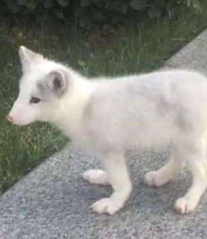 Köpek diye aldı bakın ne çıktı