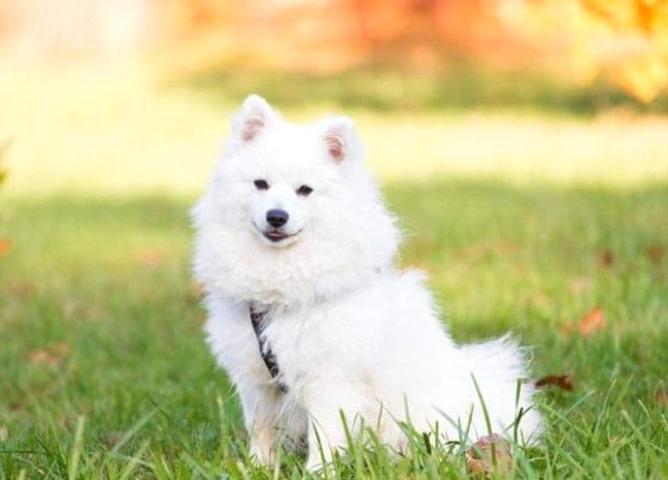 Köpek diye aldı bakın ne çıktı