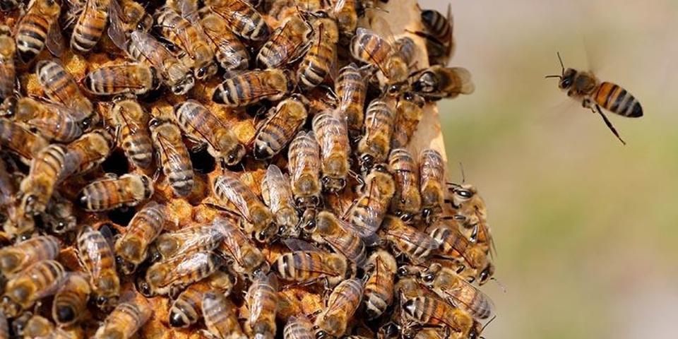 Bu arı, örümcekleri zombiye dönüştürüyor