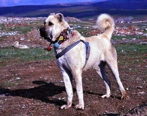 Türkiyede markalaşan coğrafi işaretli ve geleneksel ürünler