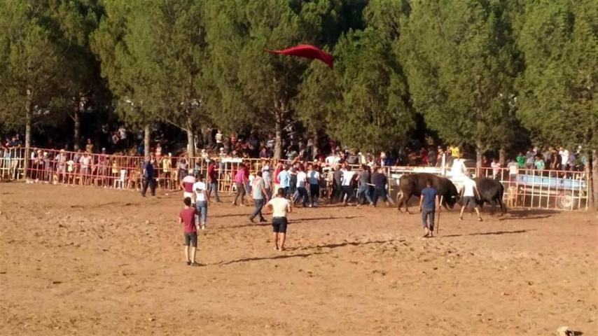 Boğa güreşi meydan savaşına döndü