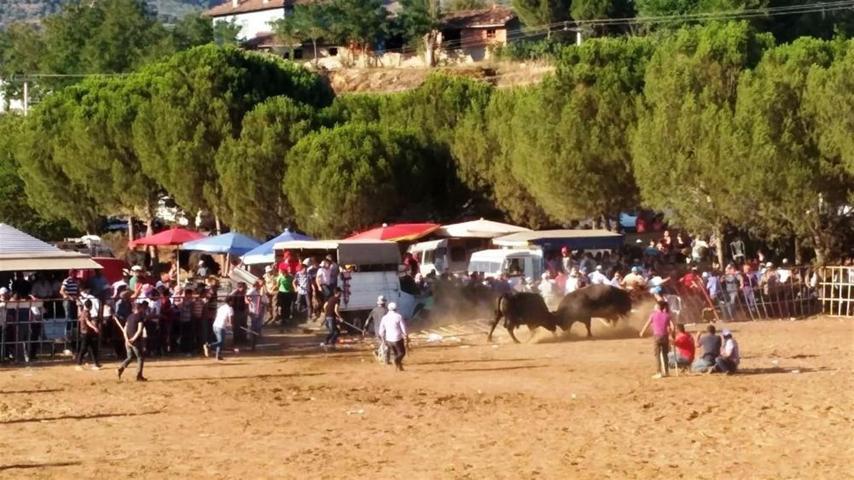 Boğa güreşi meydan savaşına döndü