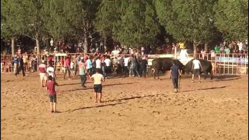 Boğa güreşi meydan savaşına döndü