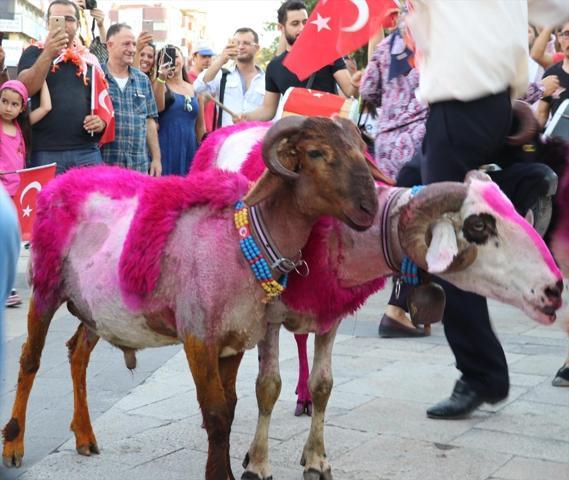İspanya boğa güreşlerinin alternatifi: Sudan Koyun Geçirme