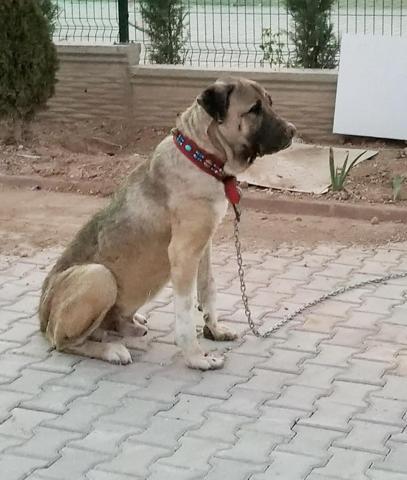 Paşayı böyle çaldı