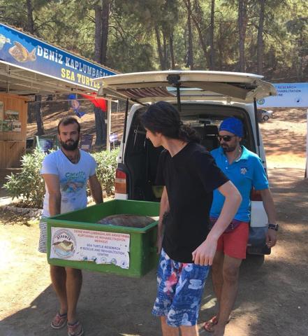 Dalyan Kanalında ölü caretta caretta bulundu
